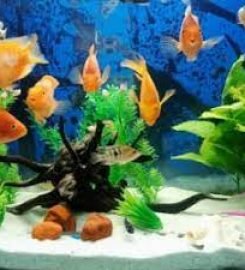 Johari pet shop & fish aquarium