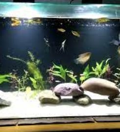 Johari pet shop & fish aquarium